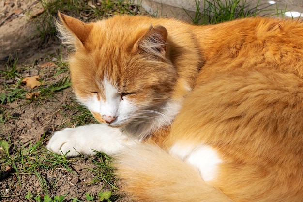 Gato vermelho dormindo na grama ao sol