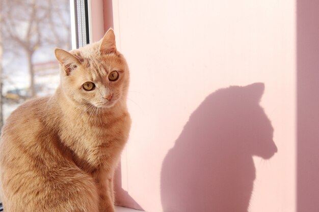 Gato vermelho e sua sombra. O gato está sentado no parapeito da janela.