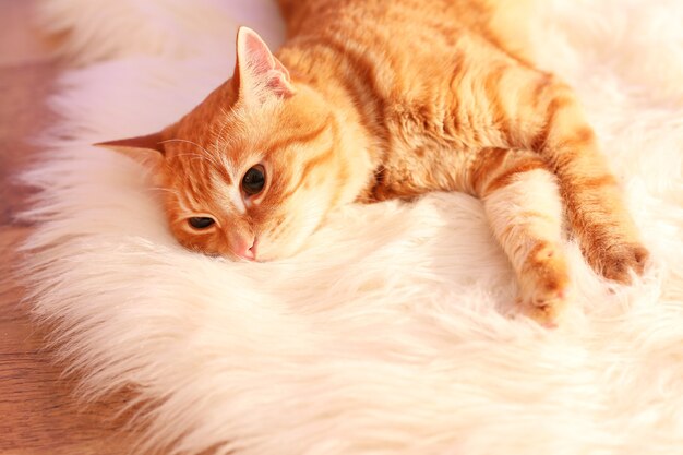 Gato vermelho em casa na época do Natal