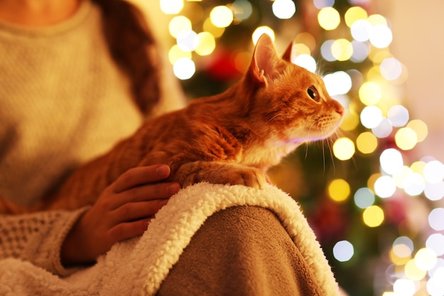 Gato vermelho em casa na época do Natal