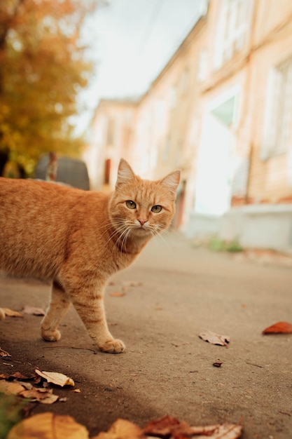 Gato vermelho em um fundo de uma paisagem de outono