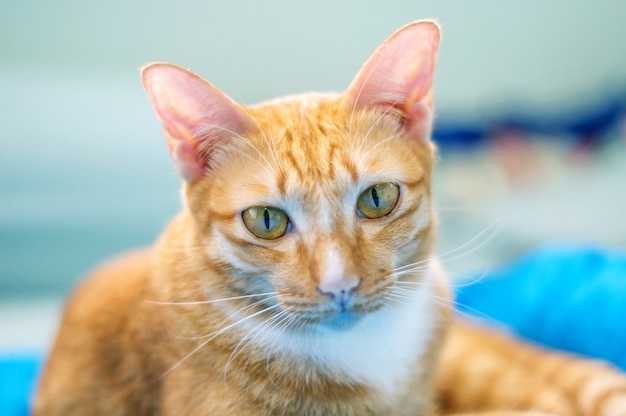 Gato vermelho encantador que encontra-se em uma sala, foco macio.