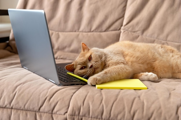 Gato vermelho escocês deitado no sofá com laptop e bloco de notas