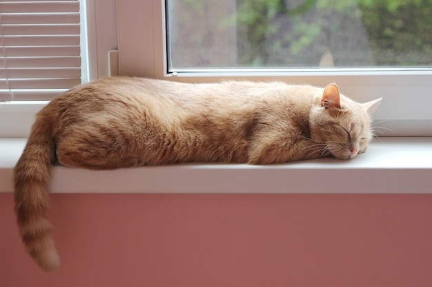 Gato vermelho está dormindo no peitoril da janela