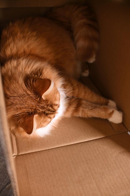 Foto gato vermelho está em uma caixa de papelão