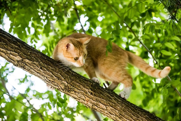 Gato vermelho está sentado em um olhar assustado de árvore