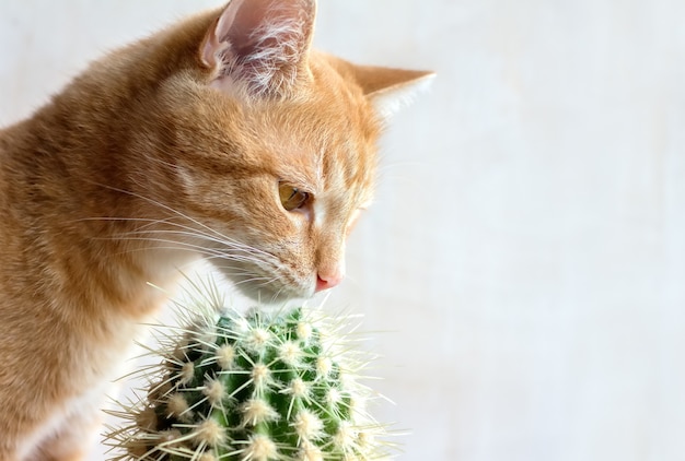 Gato vermelho farejando cacto na janela de casa