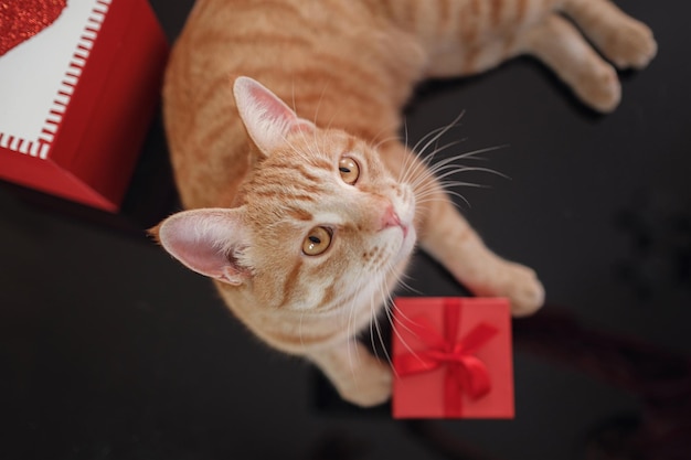 Gato vermelho feliz com caixas de presente deitado na mesa preta