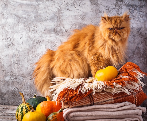 Gato vermelho fica em uma pilha de mantas