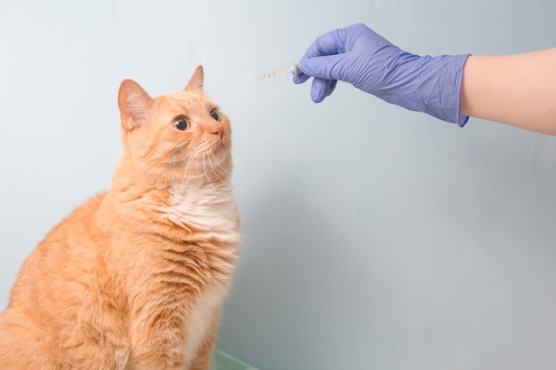 Gato vermelho fofo e mão em luva descartável de borracha sney em uma parede azul