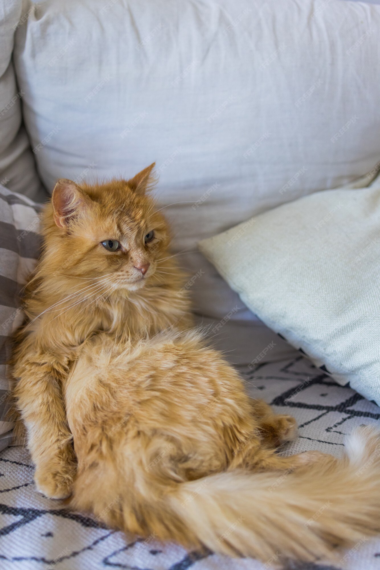 Vetores de Gato Realista Cor Vermelha Sentado Assistindo Adoção De Animal  De Estimação O Jogo Um Novelo De Lã e mais imagens de Animal - iStock