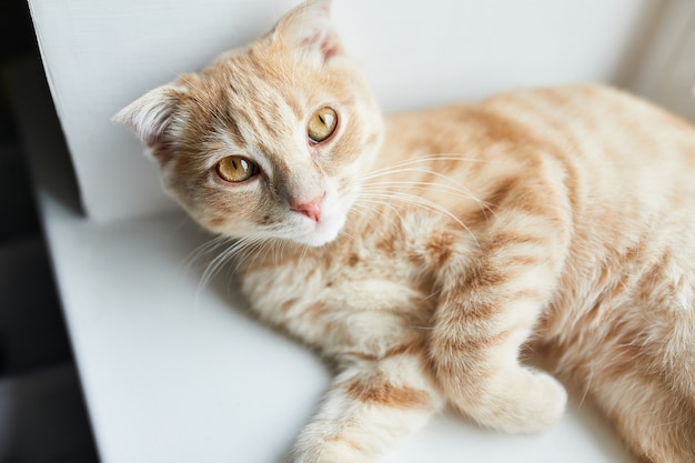 Gato vermelho listrado jovem shorthair britânico encontra-se no parapeito de uma janela em casa, animal doméstico, olha para a câmera.