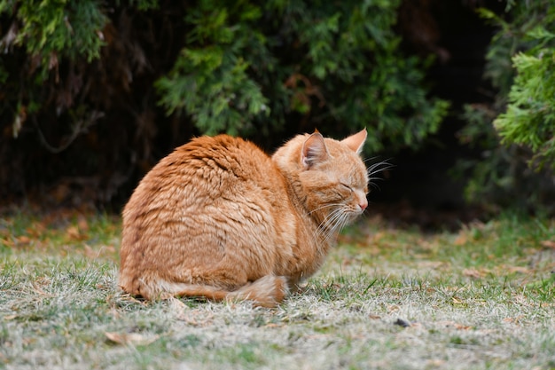 Gato vermelho na grama. Gato vermelho de olhos verdes, descansando na grama verde