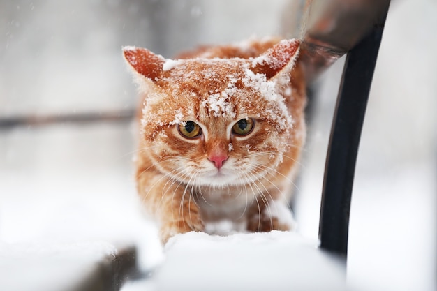 Foto gato vermelho no banco do parque no fundo da neve