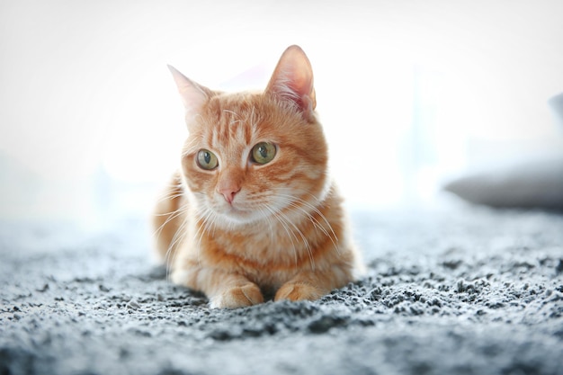 Gato vermelho no chão de perto