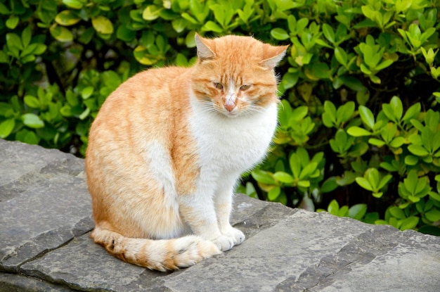 gato vermelho no jardim