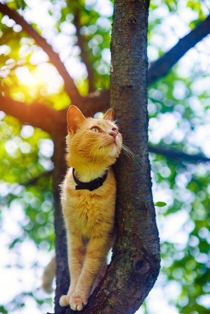 Foto gato vermelho numa árvore animais engraçados