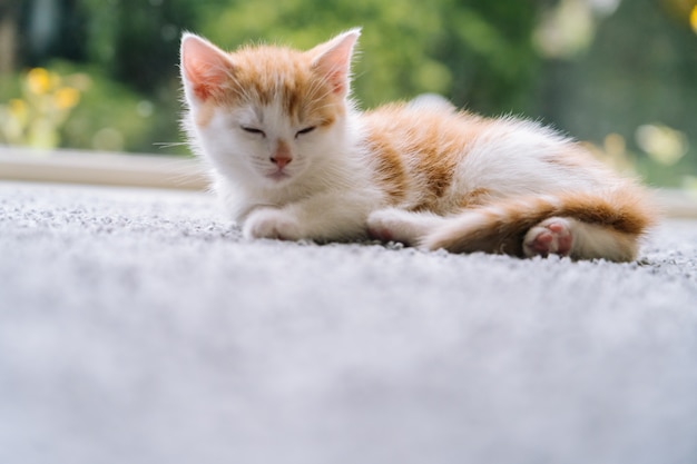 Gato vermelho pequeno bonito sentado no chão de madeira com janela. jovem gatinho vermelho bonito. de cabelos compridos gengibre gatinho jogar em casa. animais de estimação engraçados e bonitos em casa. animal doméstico e gatinhos jovens.