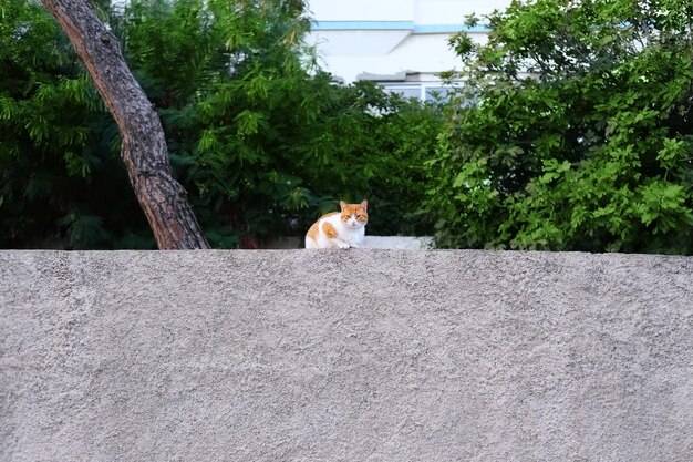 Gato vermelho senta-se em uma parede de concreto cinza contra o fundo da folhagem brilhante das árvores