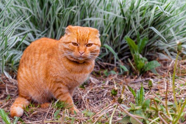 Gato vermelho sentado em casa no verão em um fundo de mato verde