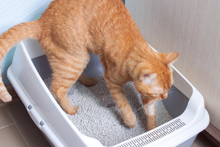 Gato vermelho sentado em uma bandeja fechada