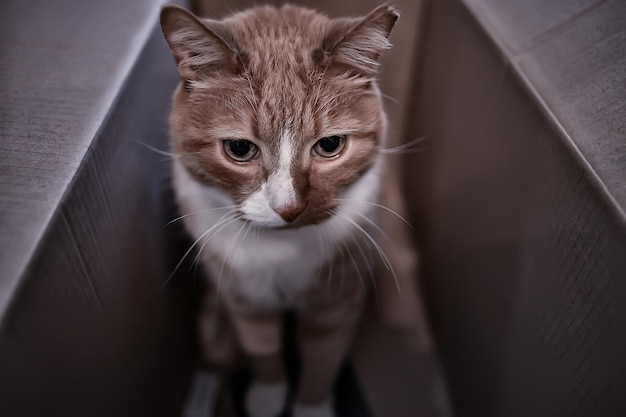 gato vermelho sentado em uma caixa, gatos como caixas de papelão