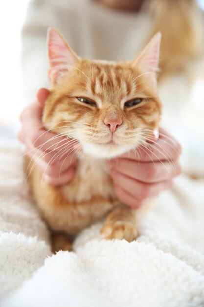 Foto gato vermelho sentado nos joelhos da mulher