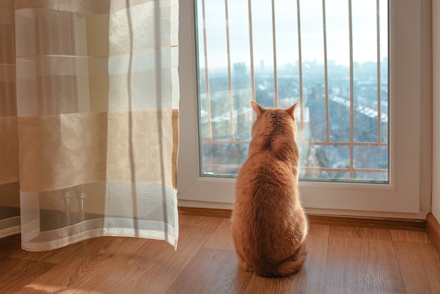 Gato vermelho sentado perto da janela observando a paisagem urbana