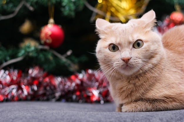 Gato vermelho zangado perto da árvore de Natal Animais de estimação nos feriados de ano novo