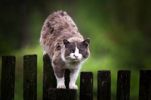 Gato viejo sin hogar gordo en la valla