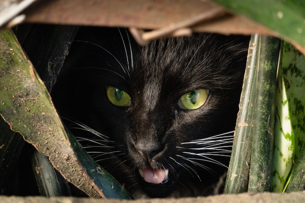 gato viejo en el jardin