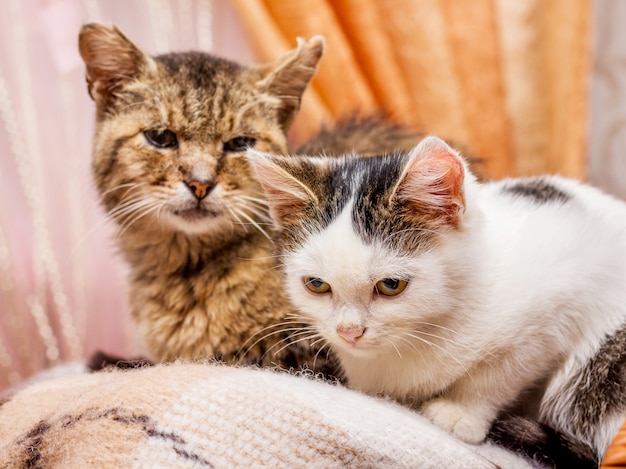 El gato viejo y joven se sientan juntos en la sala