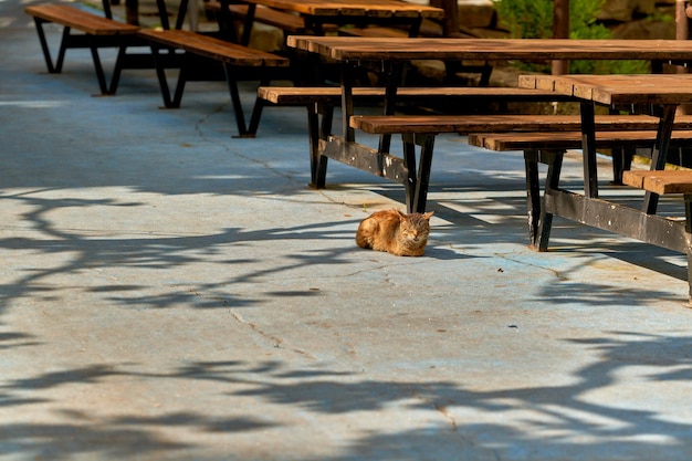 Un gato viejo y lindo tomando el sol mientras descansa en un banco del parque