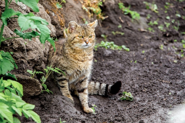 Un gato viejo en la orilla del río rastrea el botín. Cazador de caza_