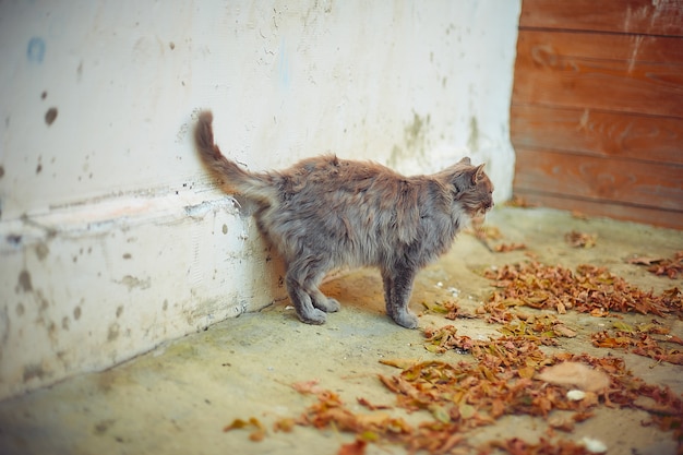 Gato viejo tomando el sol en otoño en una casa de campo