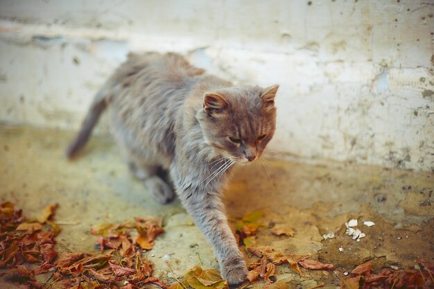 Gato viejo tomando el sol en otoño en una casa de campo