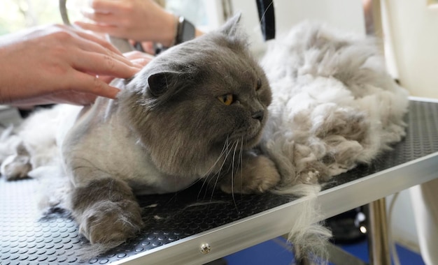 Foto el gato visita al peinador el peinador corta el gato