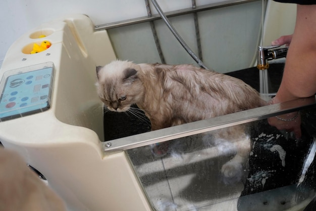 El gato visita al peluquero que bañaba a un gato.