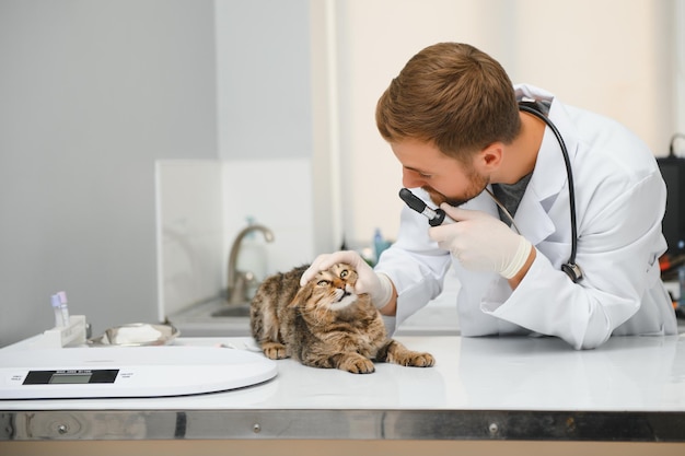 Gato visitando veterinario para chequeo regular