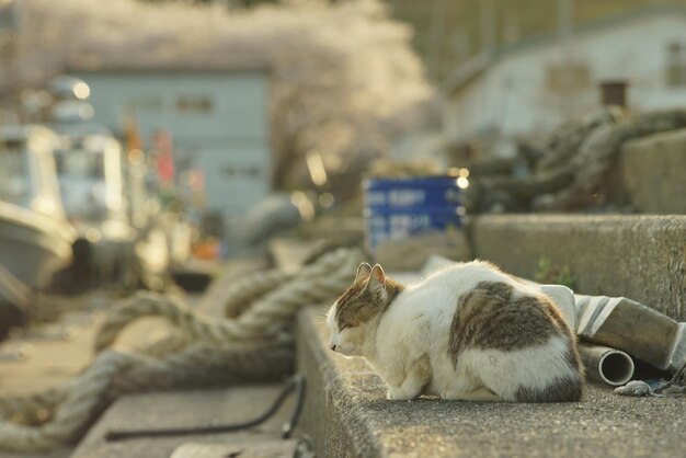 Foto gato vivendo na ilha de okishima com flores de cerejeira em plena floração
