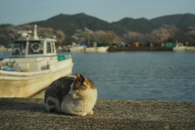 Foto gato vivendo na ilha de okishima com flores de cerejeira em plena floração