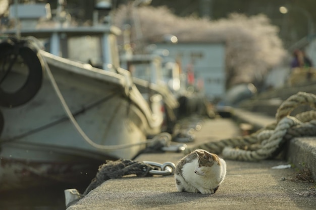 Gato vivendo na ilha de Okishima com flores de cerejeira em plena floração