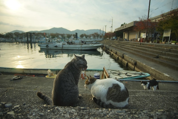 Foto gato vivendo na ilha de okishima na estação de folhas de outono