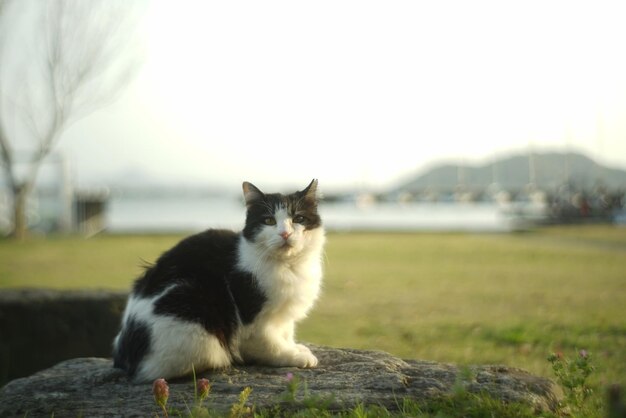 Foto gato vivendo no porto de shiga chomeiji tirado com velha lente júpiter-8