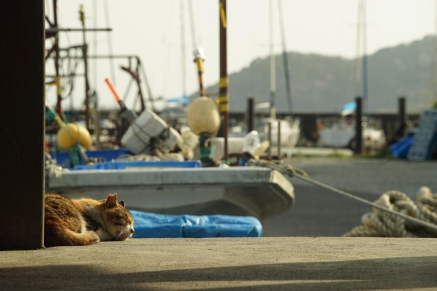 Foto gato vivendo no porto de shiga chomeiji