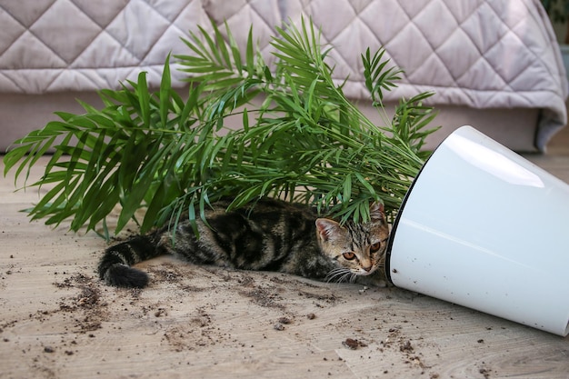 El gato volcó una maceta con una flor en el suelo.