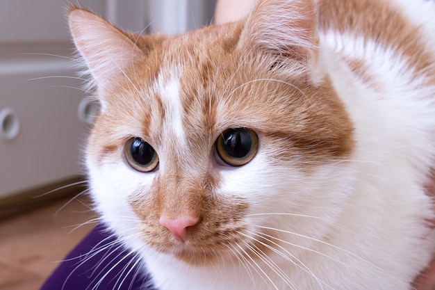 Gato whitered com olhos amarelos closeup retrato