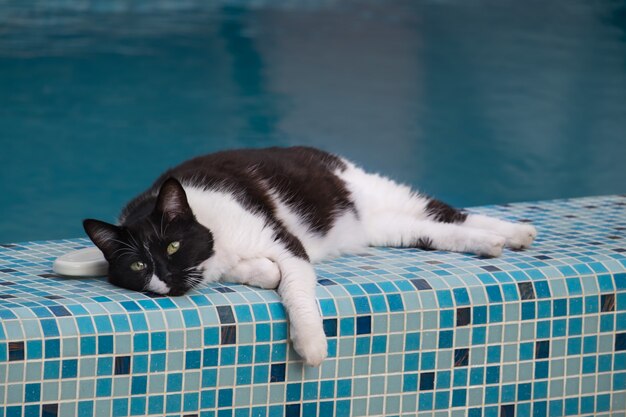 El gato yace en el borde de la piscina.