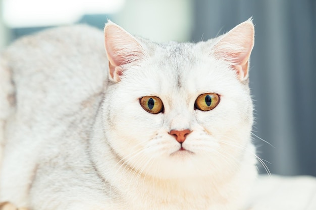 El gato yace en la cama Gato plateado británico de pelo corto en el interior de una casa