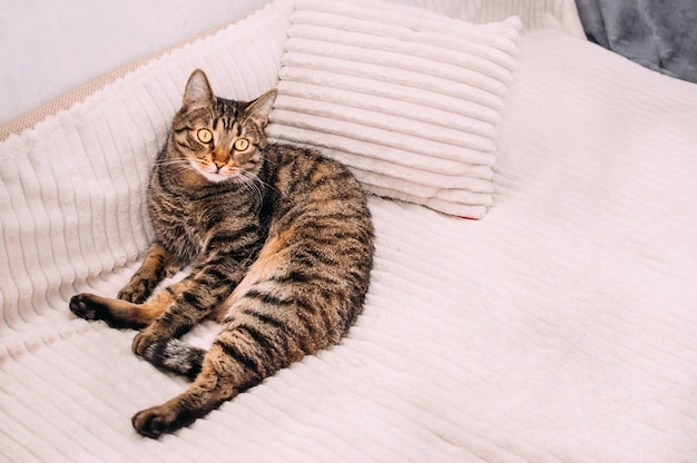 El gato yace en la cama sobre una almohada